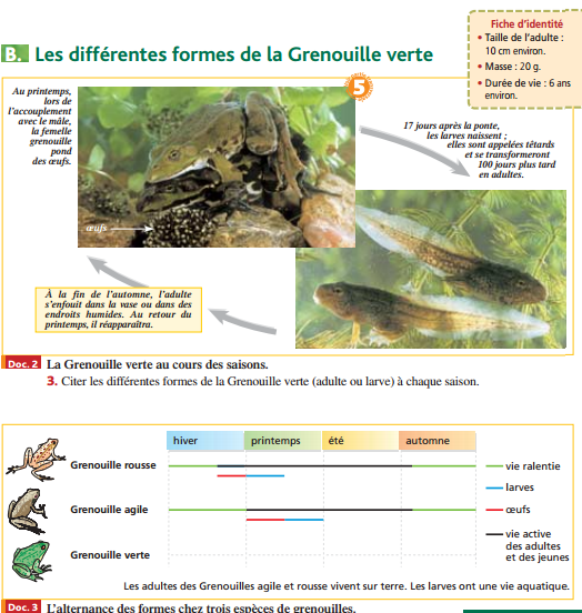 cycle grenouille