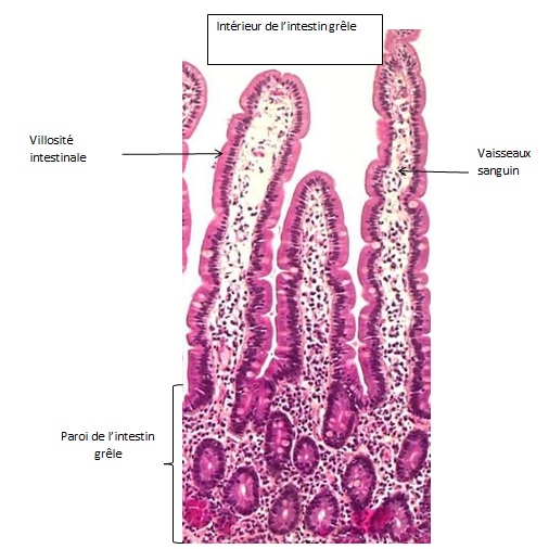 intestin-villosites