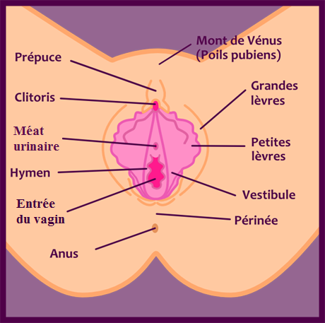 http://www.logobio.fr/wp-content/uploads/2014/04/sch%C3%A9ma-vulve.png