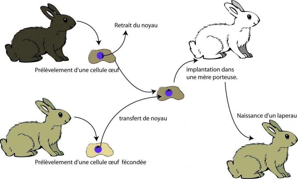 transfert-noyau