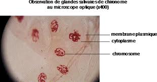chromosome de chironome