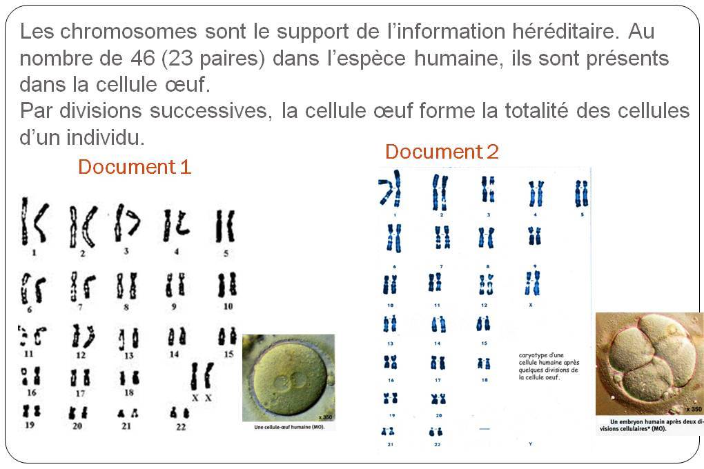 Le Caryotype Et La Formule Chromosomique – WAEXX