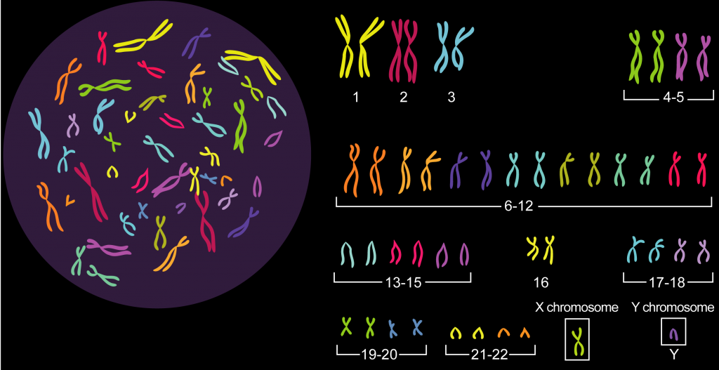 obs noyau à caryotype