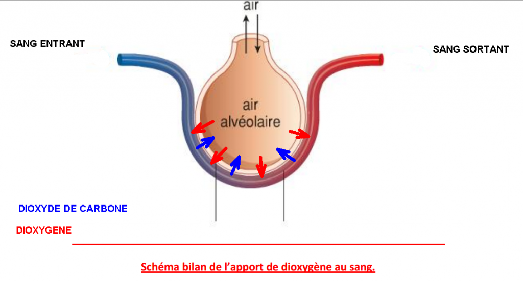 SCHEMA BILAN CAPILLAIRE ALVEOLE