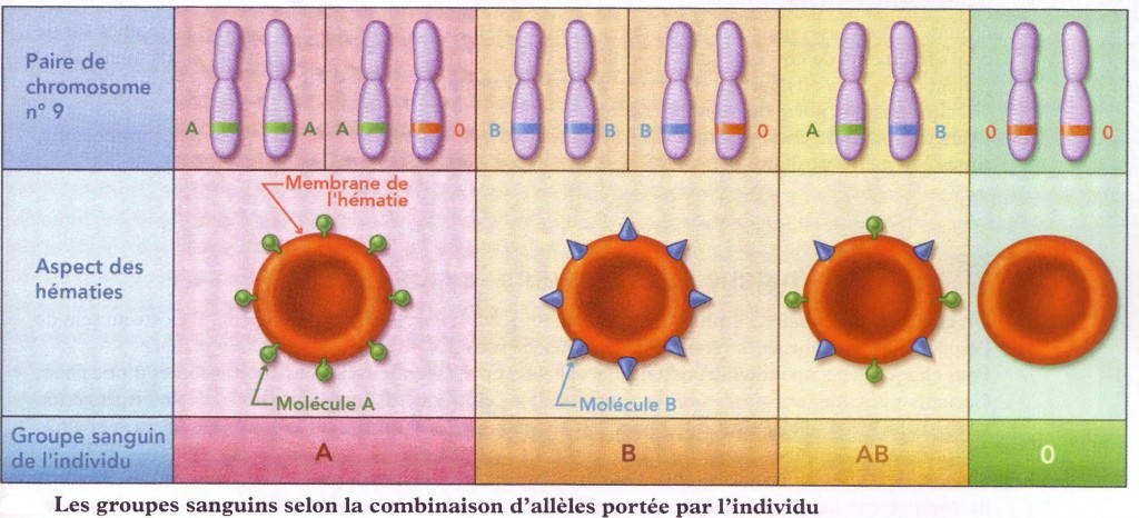 groupe sanguin  allele