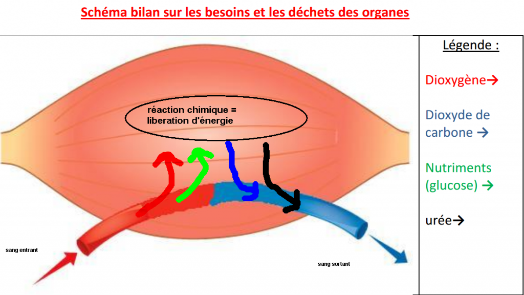 schema bilan organe