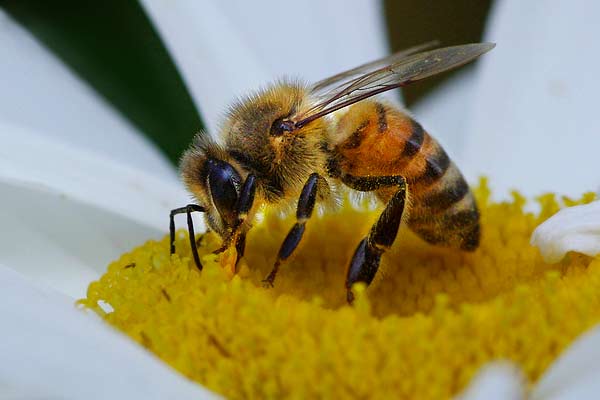 abeille macro