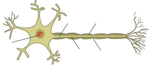 schema de neurone