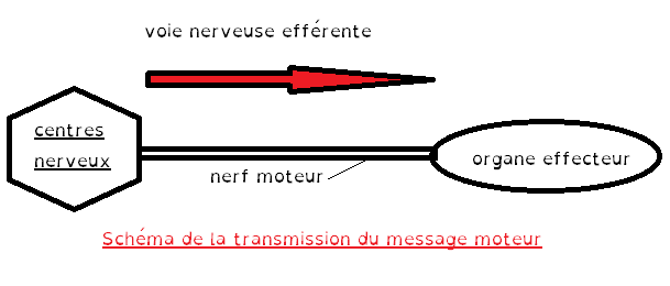 schema de transmission du message moteur