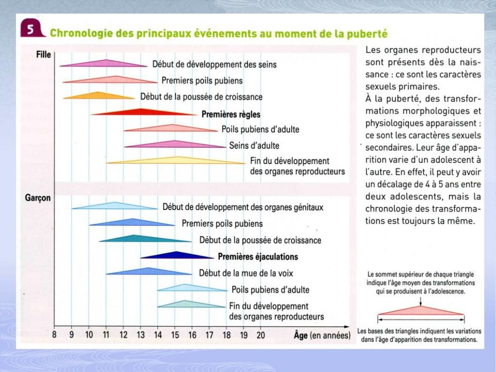 chronologie-puberte