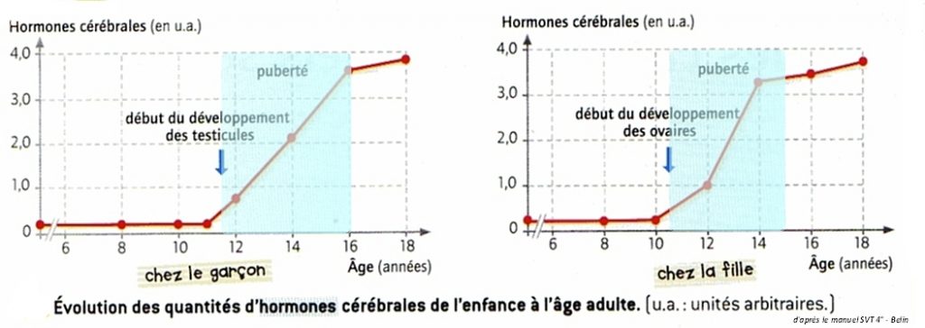 dev-organes-sexuel