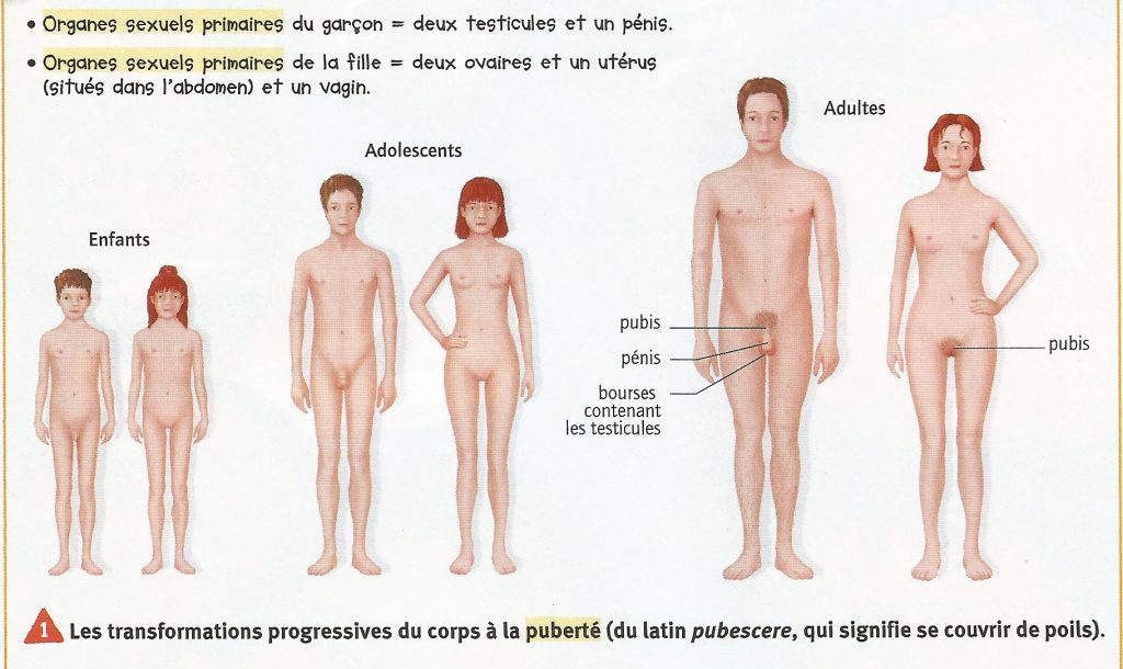 planche-transformation-fille-garcon-enfant-adulte